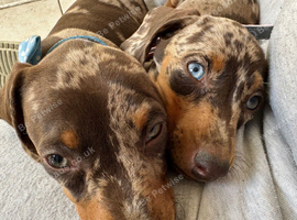 Last 2 Gorgeous Dapple Dachshund Puppies