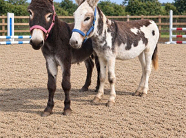 Donkeys