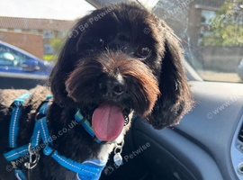 Marley the Cockapoo