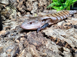 Summer Special Northern Blue Tongue Skink at Birmingham Reptiles