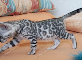 Superb Silver Bengal Boy Kitten