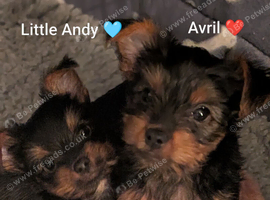ANMACO Pups KC Ped Toy & Miniature READY TO GO