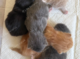 5 beautiful kitten