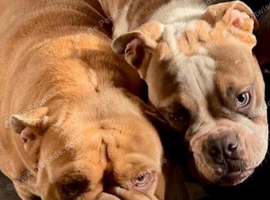 Exotic female Bulldog