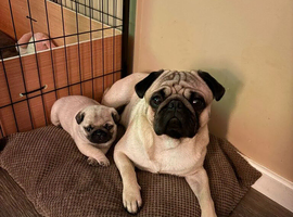 We are happily rehoming our pug