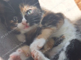 5 beautiful Kittens 8 week