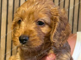 Cockerpoo puppies for sale