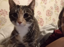 Female cat