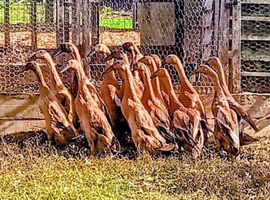 Trios RARE Fawn Indian Runner Ducks