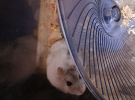 Larry the hammy looking for forever home