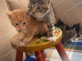 I have a beautiful letter of kittens