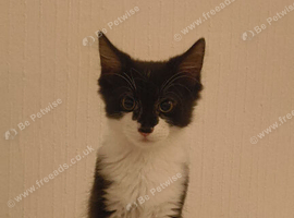 Kitten