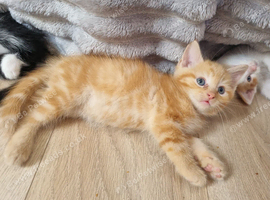 Price reduction###Bengal x Norwegian Forrest kittens
