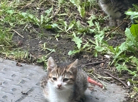 Tabby kittens