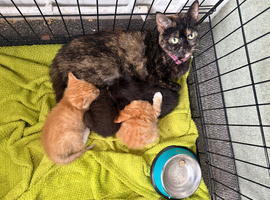 1 beautiful kitten looking for a loved homes