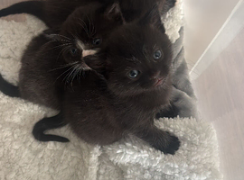 Kittens 5 weeks