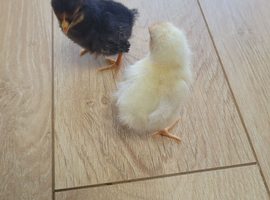 Chicks