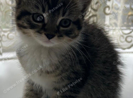 Adorable Kittens (Can be delivered)