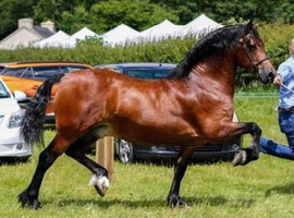 Top quality Welsh d stallion Pennal mr c