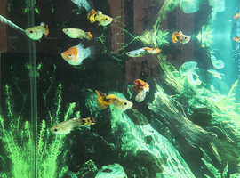 homebred guppies &ndash; Benwell, Newcastle