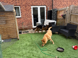 Female German shepherd