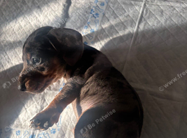 REDUCED***4 stunning sizzling sausage boys