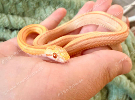 5 Month old Female Butter Stripe Corn Snake