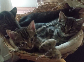 Beautiful kittens