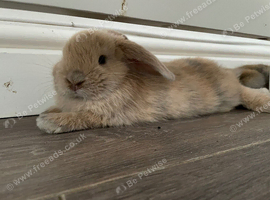 2 beautiful Lionlop x Holland bunnies
