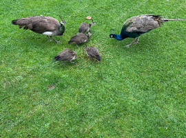 Peacock Chicks