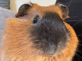 Cali boar needs a friend