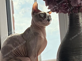 Female Sphynx Cat