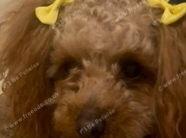 Toy Poodle girl