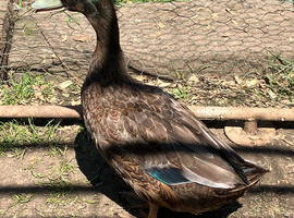 Dark Campbell Ducks Wanted