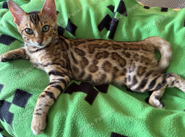 Stunning Bengal Girl Kitten. TICA Registered