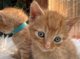 FULL GINGER KITTENS AND GREY TABBY KITTENS TO RESERVE