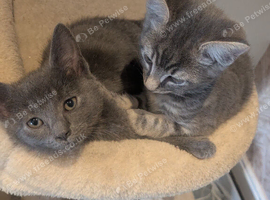 Last 2 kittens