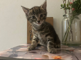 2 Beautiful Kittens Left