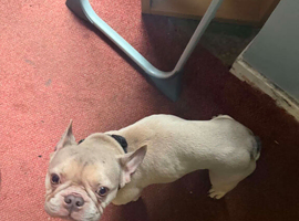 French bulldog