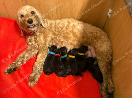 Beautiful Schnockapoo Puppies Seeking Loving