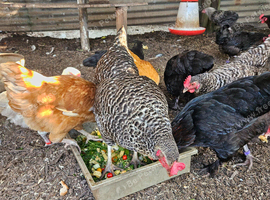 Hens