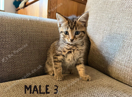 Long Haired Kittens Ready Now (READ DESCRIPTION)