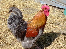 Gold Lace Chouchin (Large fowl)