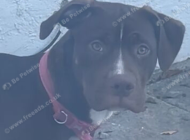 American bulldog x staffy