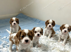Boys available - Cavalier puppies - KC reg parents