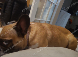 Female frenchie