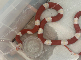 Pair of albino Nelson&rsquo;s milk snakes