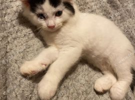 Ragdoll x British shorthair