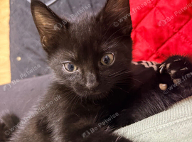 2 x 9 week old male kittens