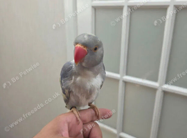 Recessive pied ringneck